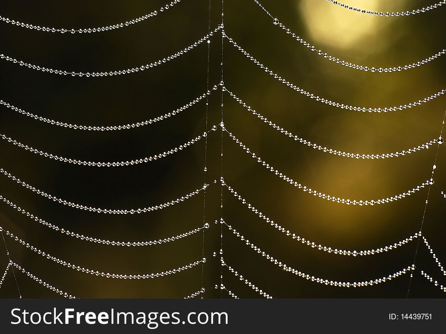 Drops of the morning dew hanging on the web. Drops of the morning dew hanging on the web