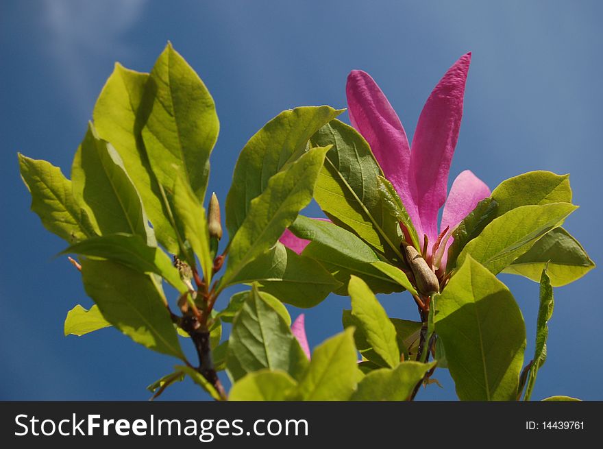 Flower of pink magnolia against the sky