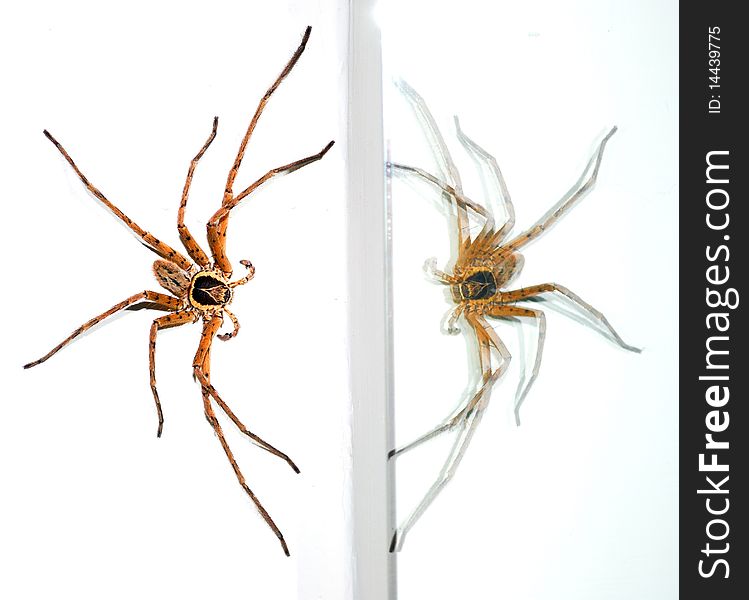 Spider on a white background and reflection in the mirror