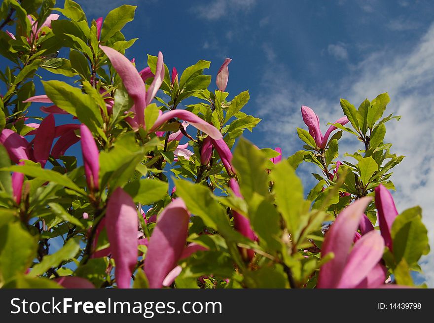 Flowers of pink magnolias against the sky