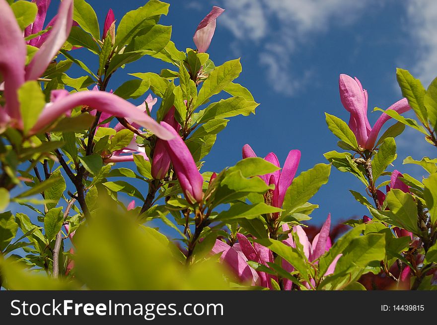 Flowers of pink magnolias against the sky