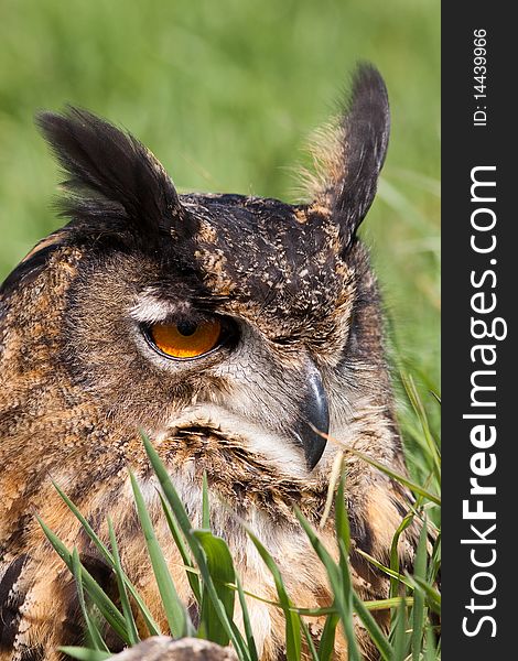 Owl sitting in the grass looking around. Owl sitting in the grass looking around