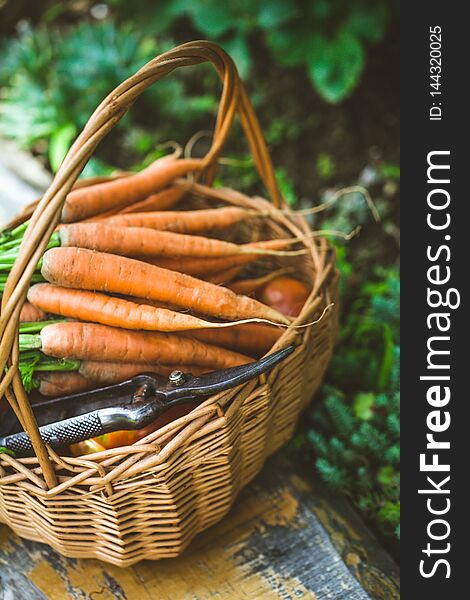 Fresh organic carrots in wicker basket. Fresh organic carrots in wicker basket