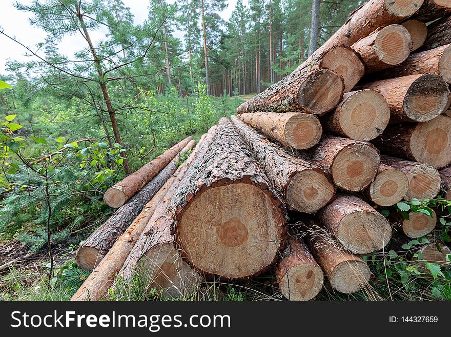 cut down tree trunks woodlog in forest in piles for transportation