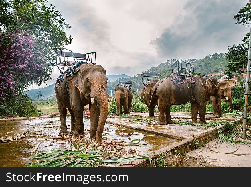 Elephants in the park Prenn. Vietnam. Elephants in the park Prenn. Vietnam