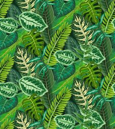Vector Seamless Pattern With Tropical Palm Leaves, Jungle Plants. Stock Image