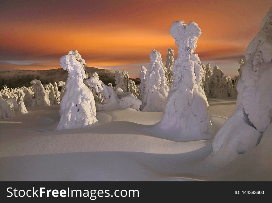 Frozen trees during night in winter mountains. Frozen trees during night in winter mountains