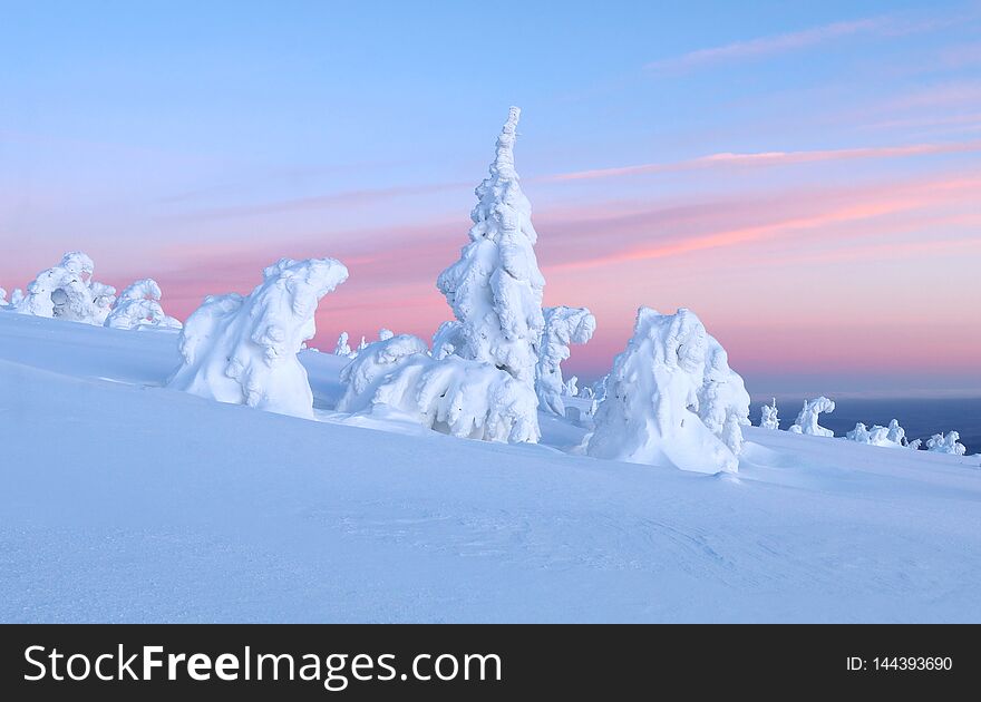 Frozen trees before winter sunrise in mountains