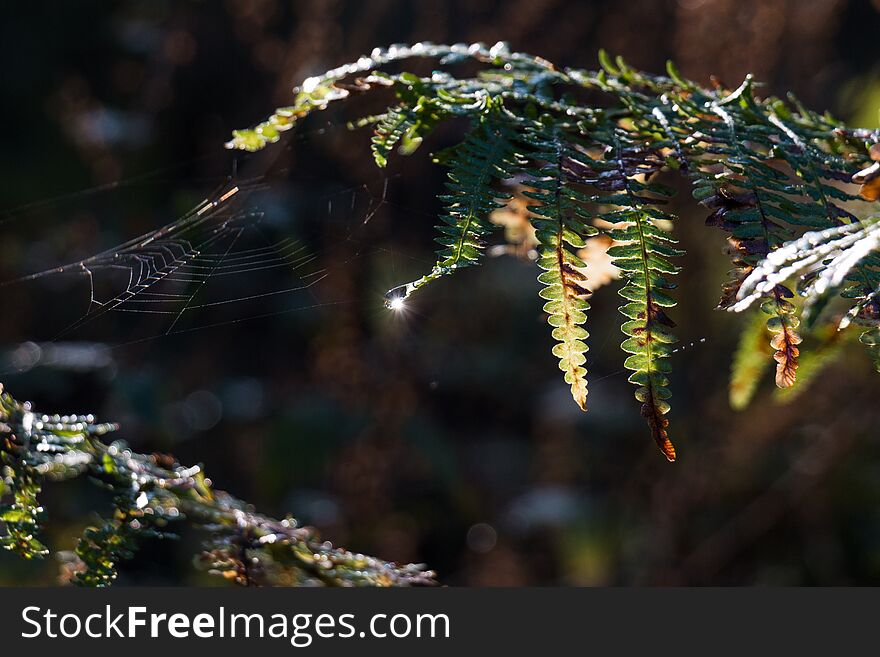 Sun reflection on a waterdrop hanging from a forest fern in combination with a spider web