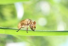 Cicada Stock Photography Cicada Stock Photography