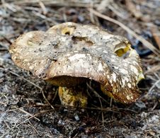 Toadstool Royalty Free Stock Photo Toadstool Royalty Free Stock Photo