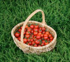 Summer Tomato Harvest Stock Images Summer Tomato Harvest Stock Images