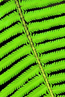 Fern Royalty Free Stock Photography Fern Royalty Free Stock Photography