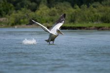 Dalmatian Pelican Royalty Free Stock Photos Dalmatian Pelican Royalty Free Stock Photos