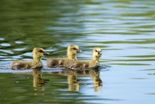 Wild Goose Goslings Stock Photos