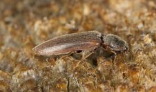 Click Beetle On Wood. Stock Photos