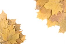 Autumn Maple Leaves Royalty Free Stock Photos Autumn Maple Leaves Royalty Free Stock Photos