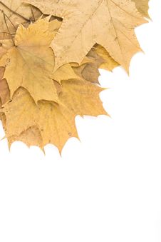 Autumn Maple Leaves Royalty Free Stock Photography Autumn Maple Leaves Royalty Free Stock Photography