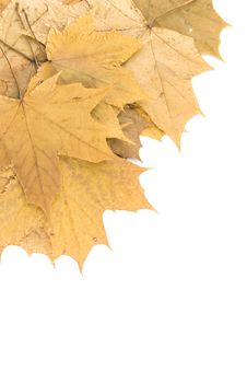 Autumn Maple Leaves Stock Image Autumn Maple Leaves Stock Image