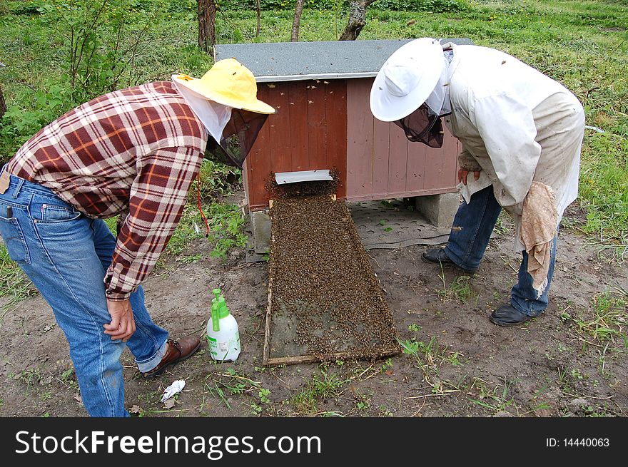 Two beekeepers settle a bee-hive with swarm of bees. Two beekeepers settle a bee-hive with swarm of bees