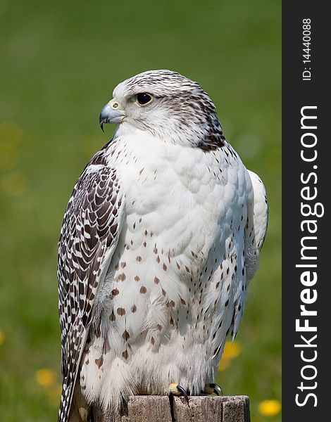 Hawk sitting on branch