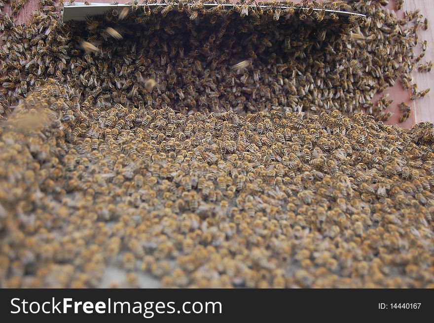 A swarm of bees is settling a beehive