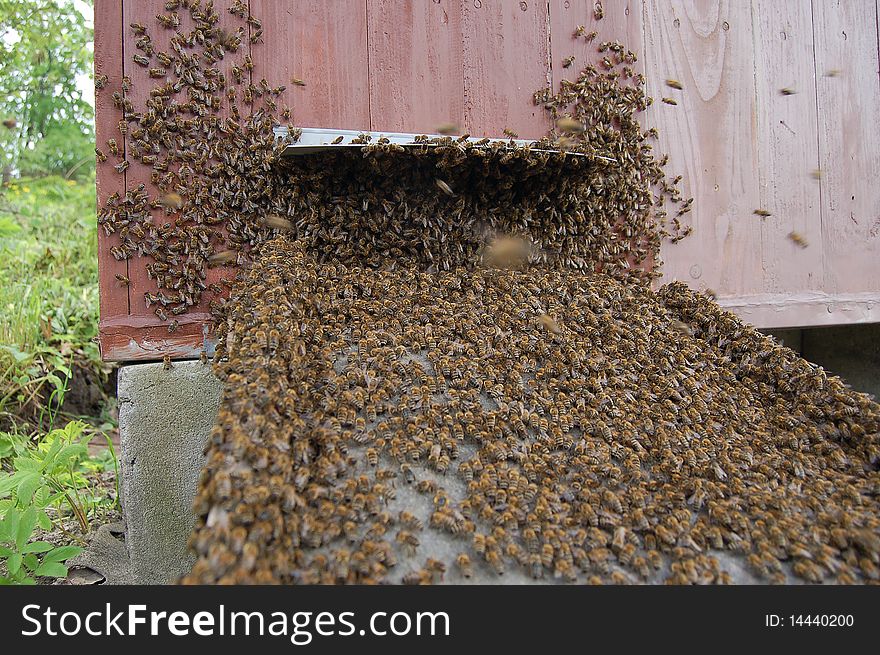 A swarm of bees is settling a beehive