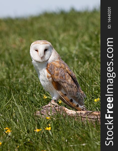 Owl sitting on branch looking into camera. Owl sitting on branch looking into camera