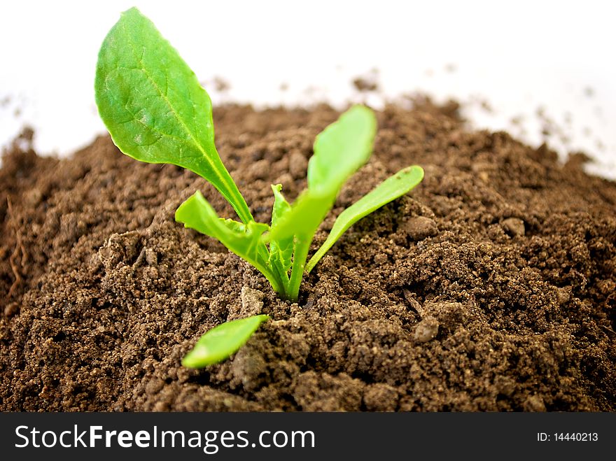 Green plant growing from soil. Green plant growing from soil