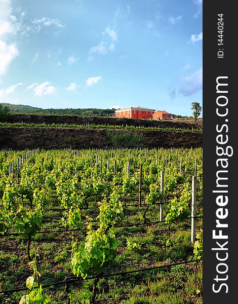 Photo og green vineyard, bright sunshine and blue sky