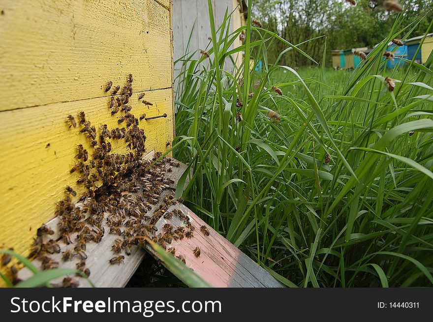 Entrance of a beehive