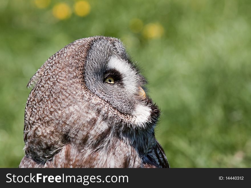 Owl sitting in grass looking at the sky. Owl sitting in grass looking at the sky