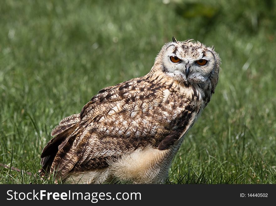 Owl sitting in the grass looking into camera. Owl sitting in the grass looking into camera