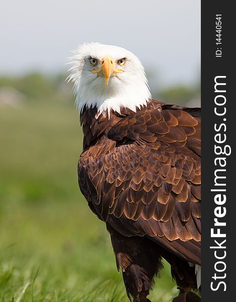 Beautiful eagle sitting in the grass looking into camera. Beautiful eagle sitting in the grass looking into camera