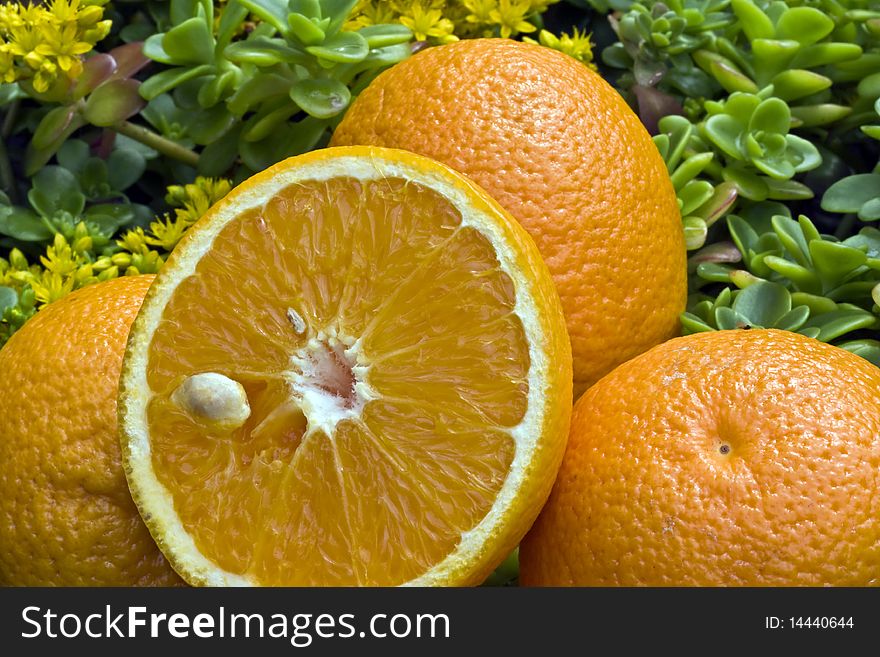a closeup of fresh oranges outdoors