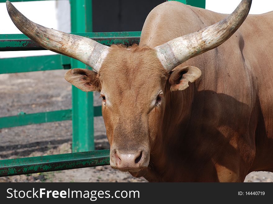 Longhorn Cattle In Enclosure
