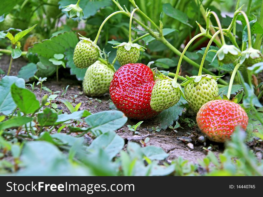 Ripe and unripe strawberry on seedbed in garden