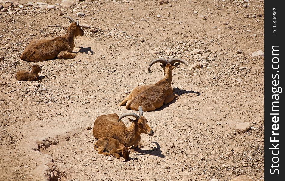 Mountain goats family with young kids in rocky landscape