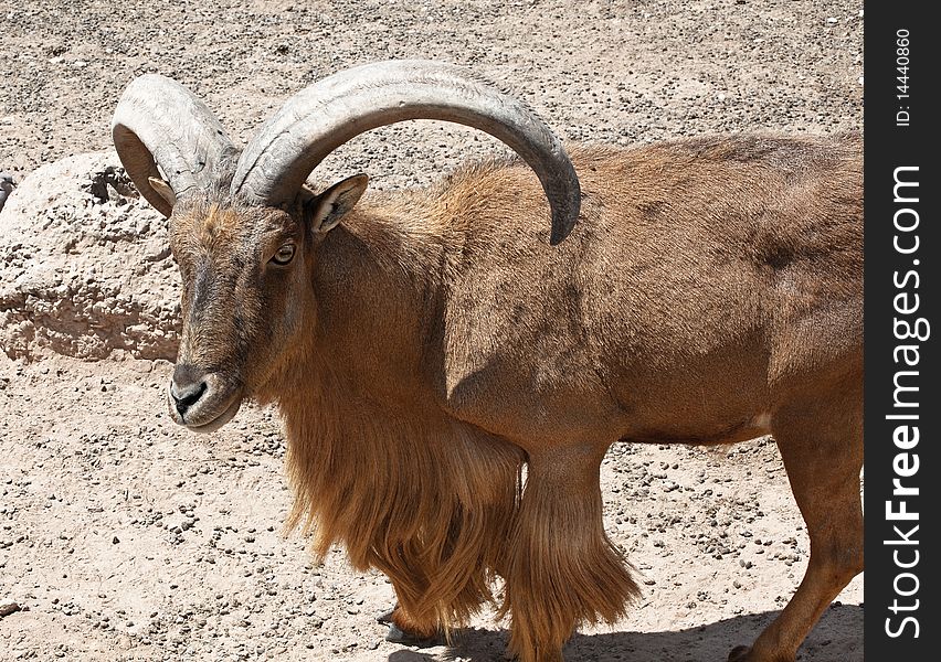 Mountain goat herd leader in rocky landscape. Mountain goat herd leader in rocky landscape