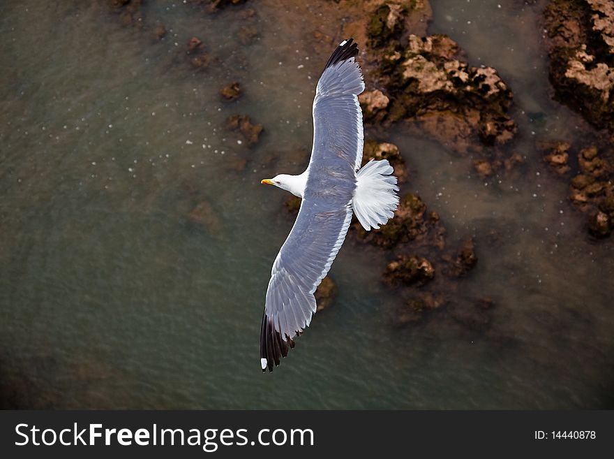 Flying seagull close-up photo