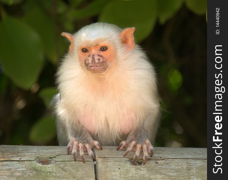 Cute  small monkey