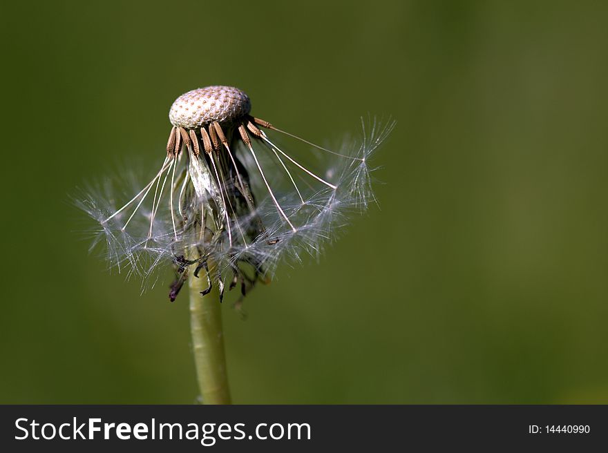 Close up of a dandelion