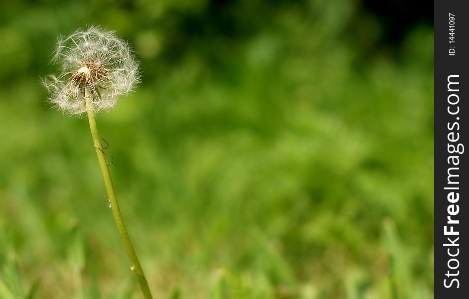 Dandelion plant against blurred out green grass background