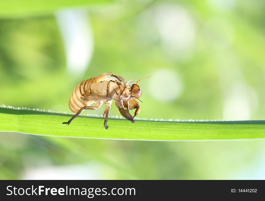 Cicada shells on the grass