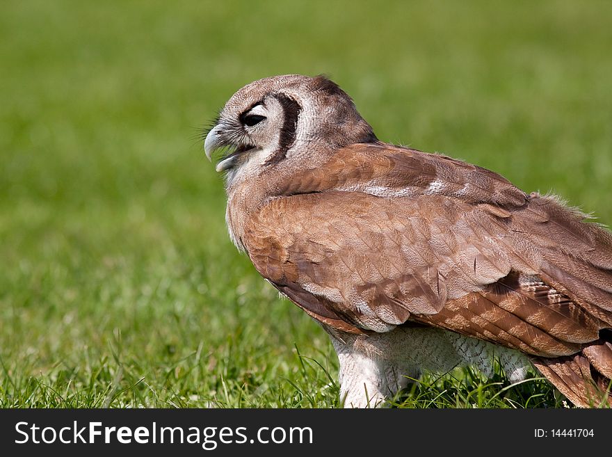 Owl sitting in the grass enjoying the sun. Owl sitting in the grass enjoying the sun