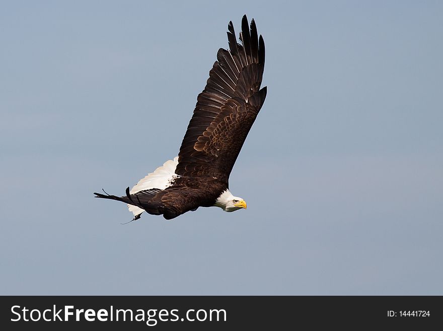 Huge eagle flying in the sky
