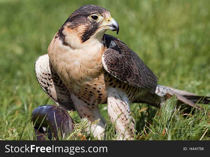 Hawk sitting in the grass with prey. Hawk sitting in the grass with prey