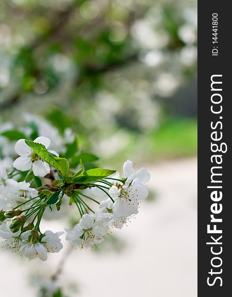 Flower tree on natural background