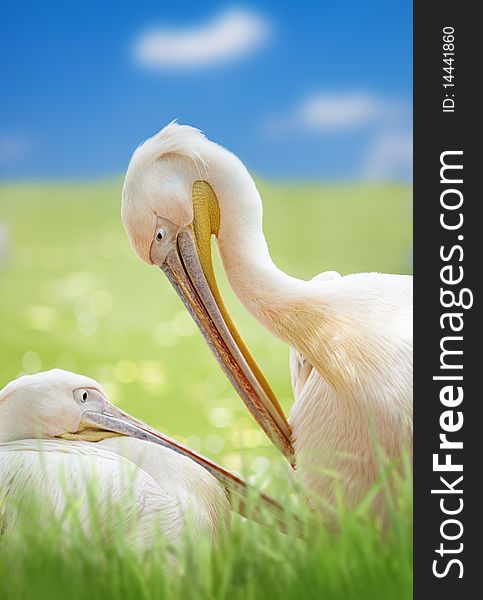 Close up with a pair of pelicans. Close up with a pair of pelicans
