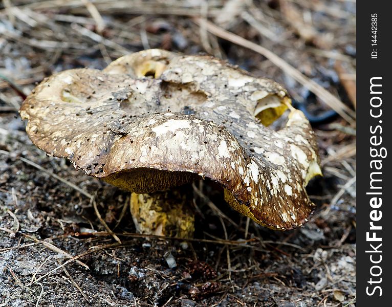 A toadstool in its natural environment of dirt, sticks and leaves on the forest floor